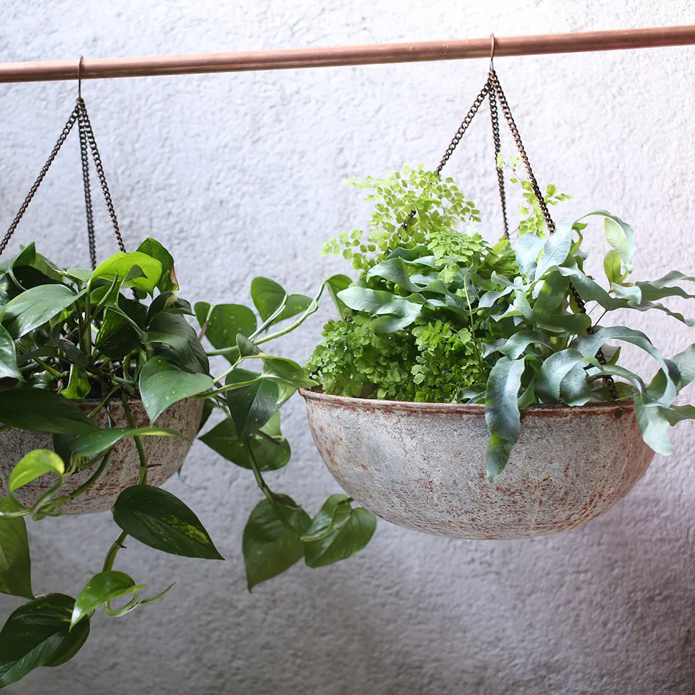 Gift him a lush hanging basket filled with trailing plants like petunias, ferns, or ivy