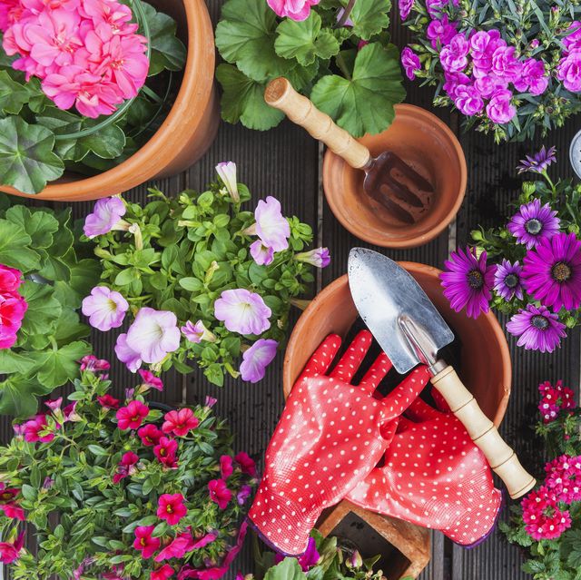 Mother's Day gifts for garden lovers embody the nurturing essence of both the giver and the recipient