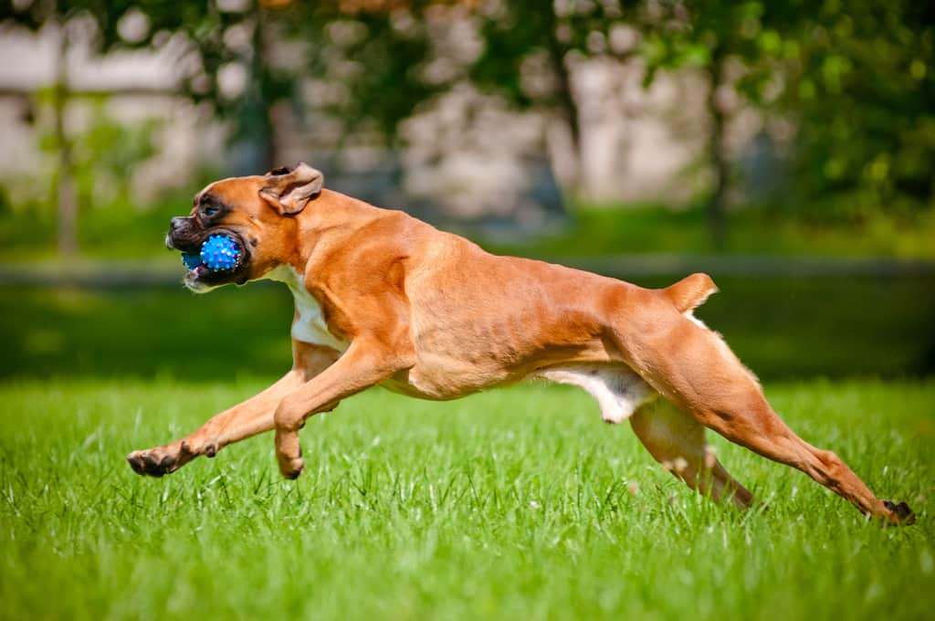 Activities for Boxers Dog