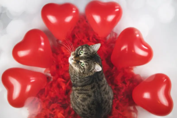 Valentine’s Day Gifts for Cat Lovers and Their Companions