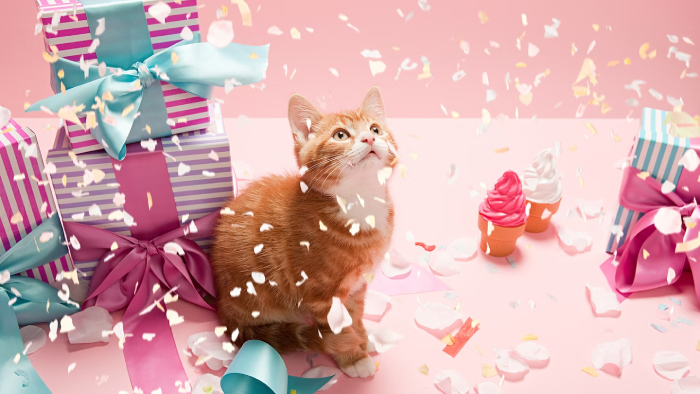 Birthday Gifts for Cat Lovers to Celebrate Their Feline Adoration