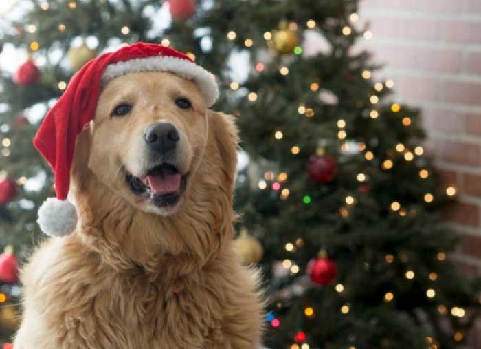 Top 9 Heartwarming Christmas Gift Ideas for Dog Lovers