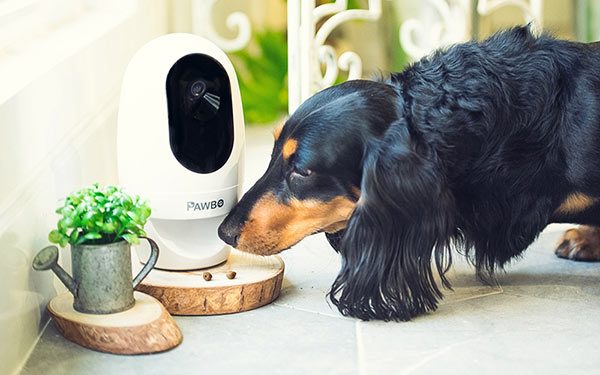 Innovative Tech Gifts for Dog-Loving Newlyweds