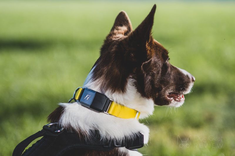 Innovative Tech Gifts for Dog-Loving Newlyweds