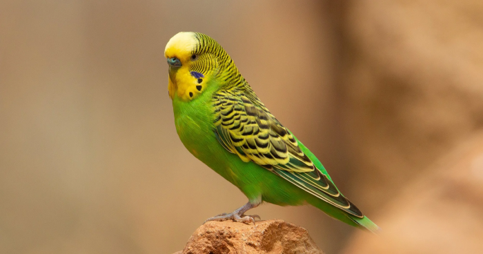 Budgerigar - Smartest birds for pets