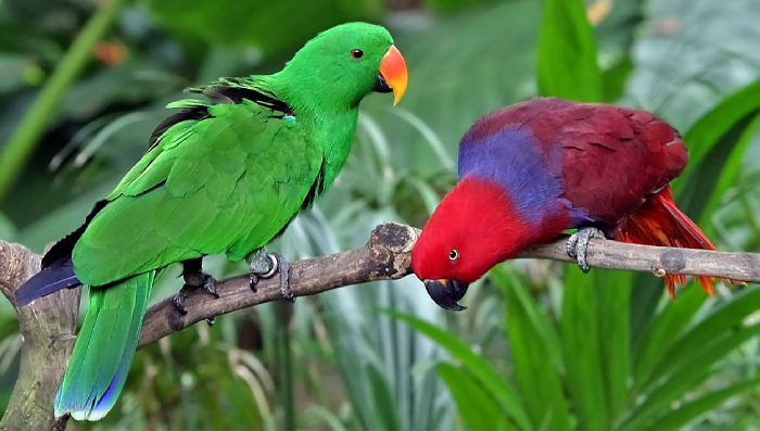 Eclectus Parrot