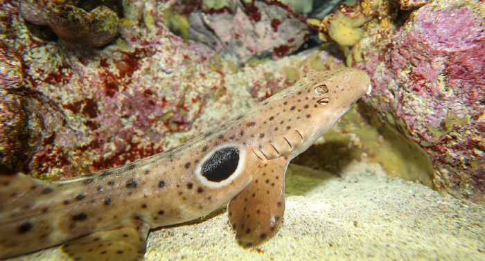 Epaulette Shark - smallest sharks for pets