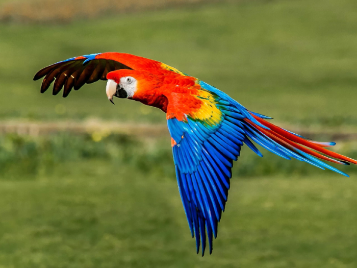 Macaw