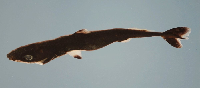 Pygmy Shark