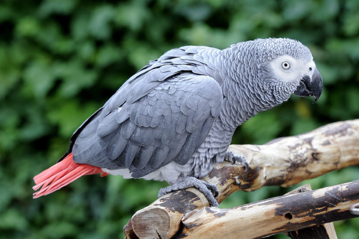 African Grey Parrot - smartest bird for pets