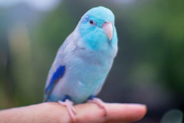 best-pet-birds-for-beginners-that-can-easily-adopt