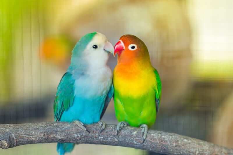 best-pet-birds-for-beginners-that-can-easily-adopt