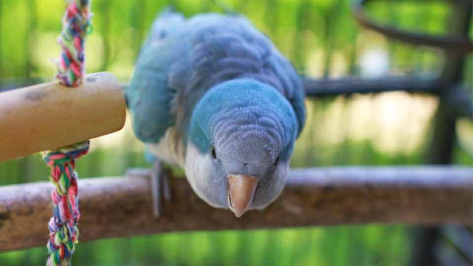 best-pet-birds-for-beginners-that-can-talk