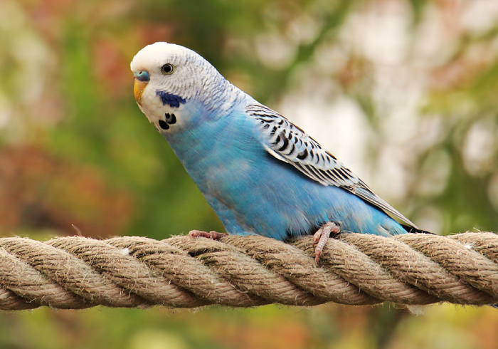 Budgie