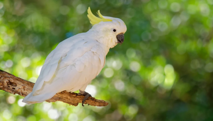 Cockatoo