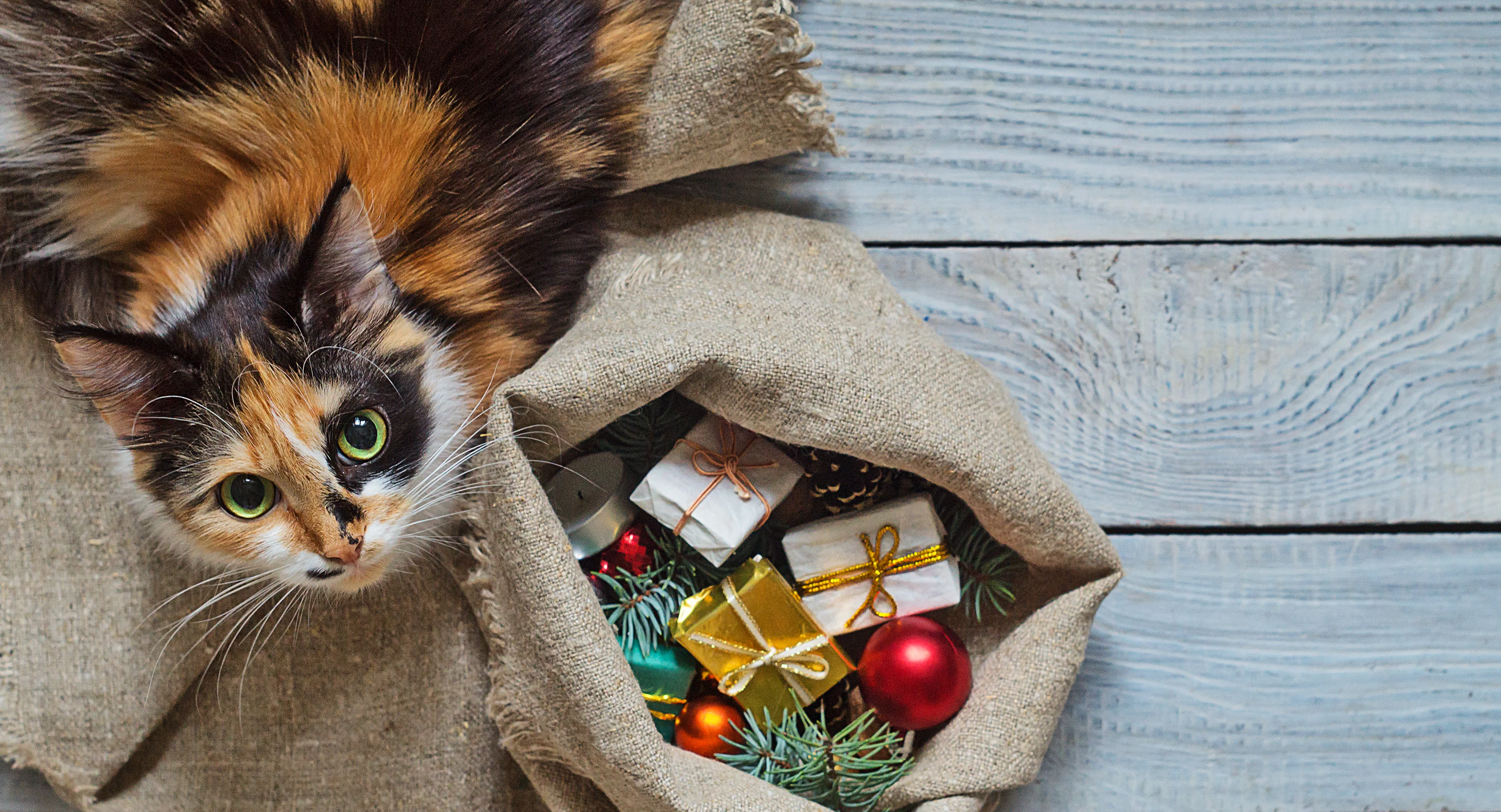 20+ Ridiculously Funny Gifts for Cat Lovers Claws Out for Laughs