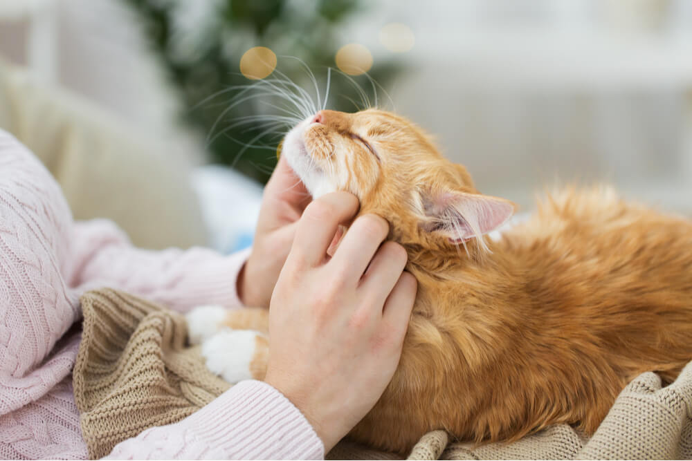 20+ Purr-fect Gifts for Cat Lovers Make Their Hearts Go Meow