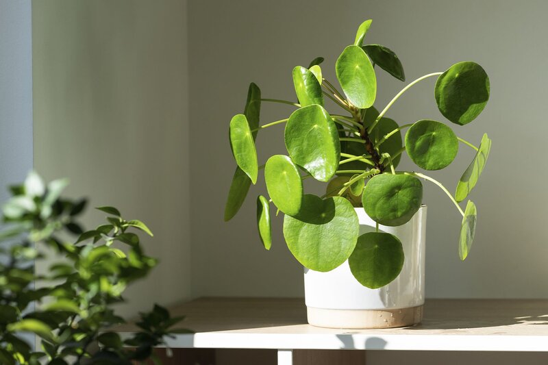 Celebrated for its round, coin-shaped leaves and compact growth habit, the Pilea Peperomioides