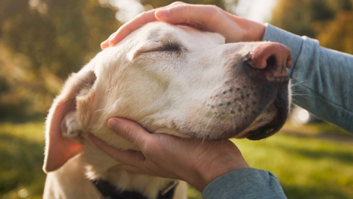 Heartfelt Pet Memorial Quotes To Honor Your Furry Friend