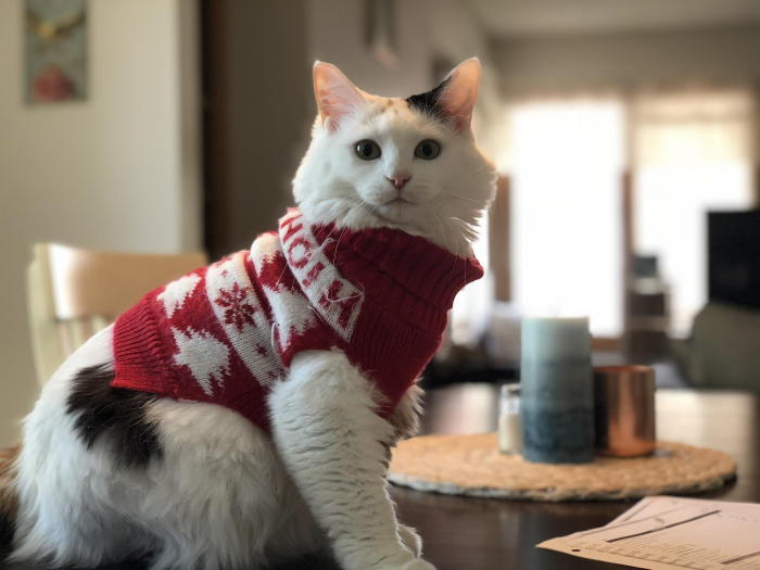 pet and owner matching outfit