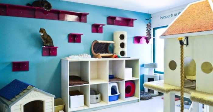 40 Creative Cat Room Ideas for Every Corner of Your Home