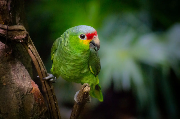 Amazon Parrot