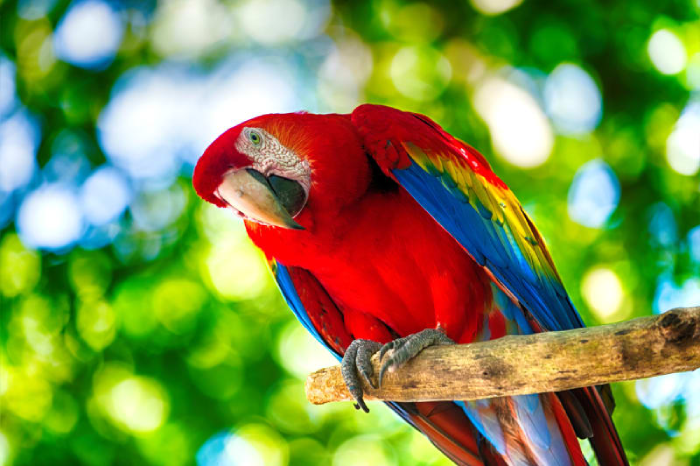 Top 7 Smartest Birds For Pets In The World