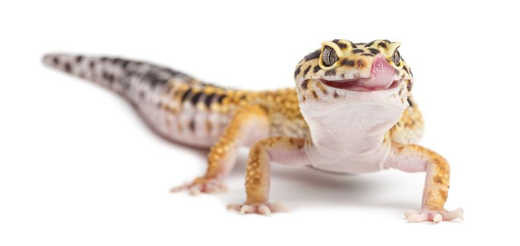 Extend Leopard Geckos Lifespan as Pets with Caring Tips