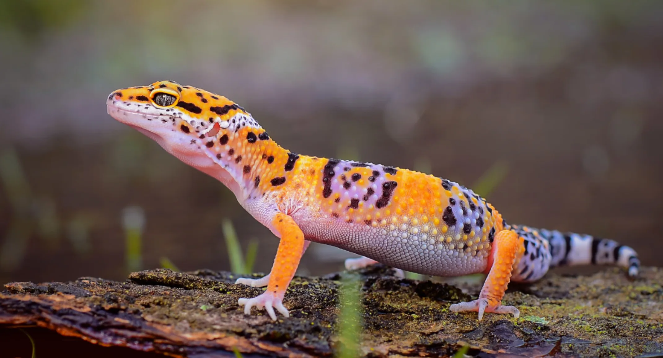 How Long Do Leopard Geckos Live As Pets