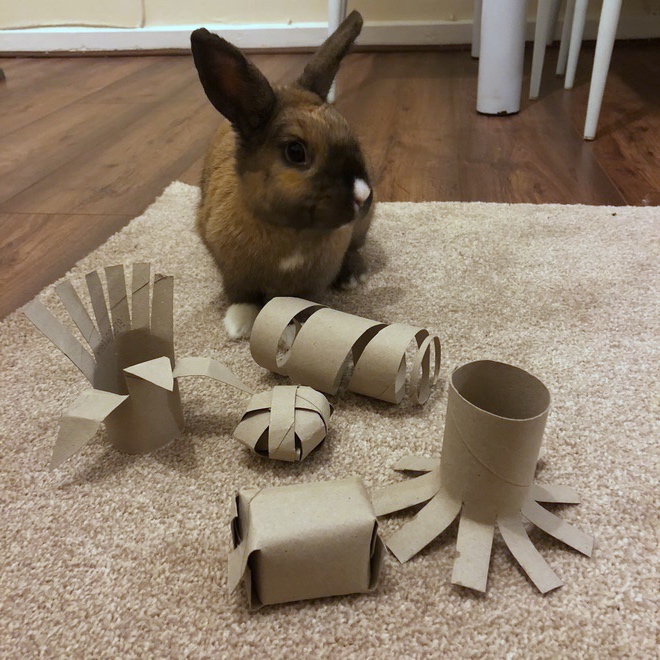 DIY Toys for Rabbits