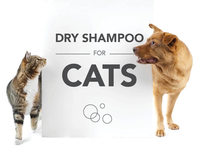 8 Safety Dry Pet Shampoo For Cats 2024