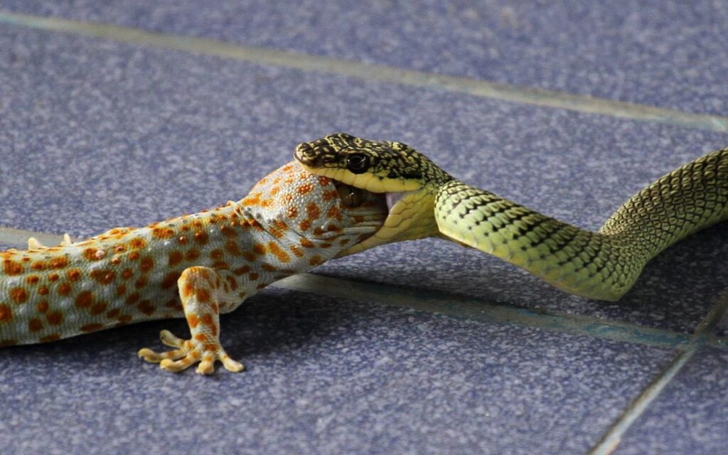 Predators Can Affect Leopard Gecko Lifespan