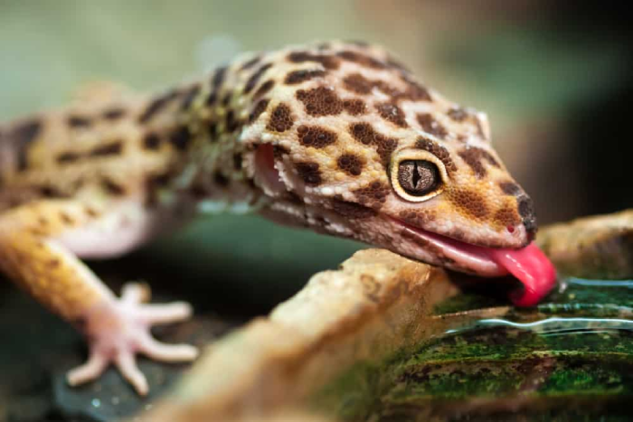 Unveiling How Long Do Female Leopard Geckos Live