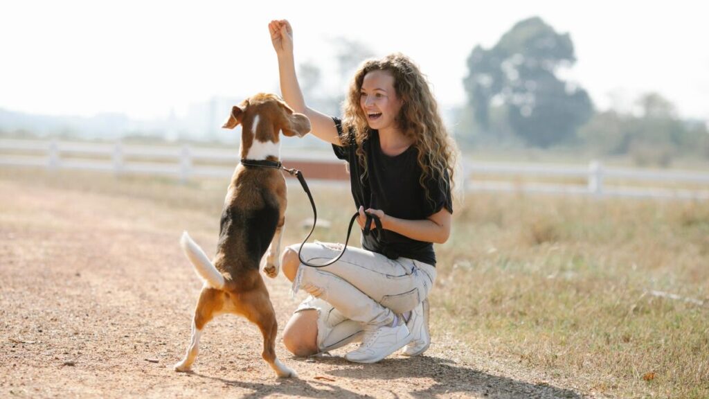 Train Your Dog With Online Training Courses for Dog Owners