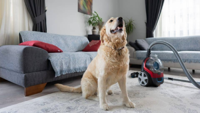 15 Best Carpet Shampooer for Pets and Tips to Prolong Lifespan