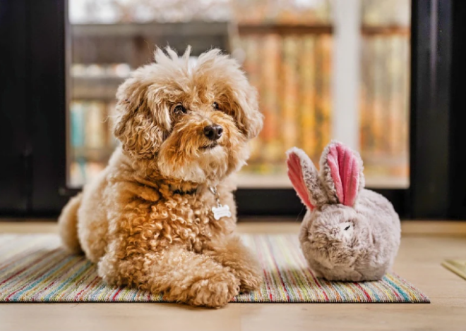 20 Bunny Rabbit Dog Toys That Will Have Your Pup Hopping with Joy!