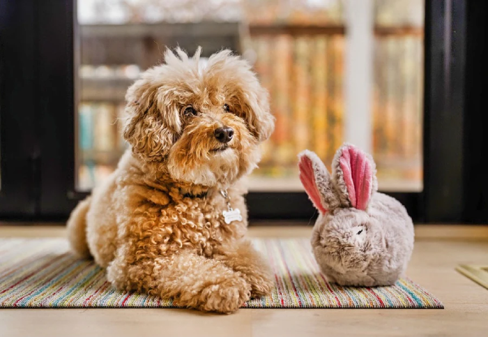 20 Bunny Rabbit Dog Toys That Will Have Your Pup Hopping with Joy!