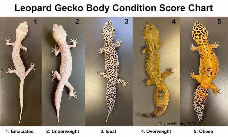 How Long Do Leopard Geckos Live Can Be Affected By The Diet