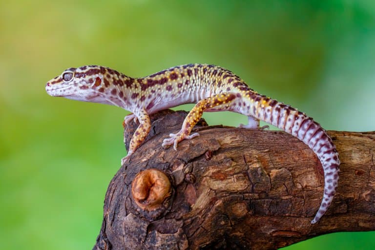 How Long Do Leopard Geckos Live In Normal Condition?