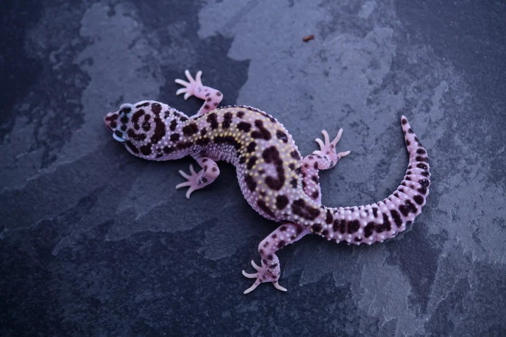 How Long Can Leopard Geckos Survive In Cold Weather