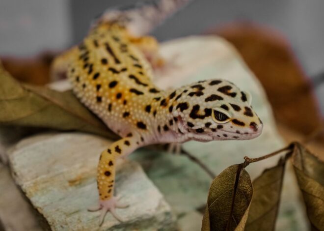 How Long Do Leopard Geckos Live?