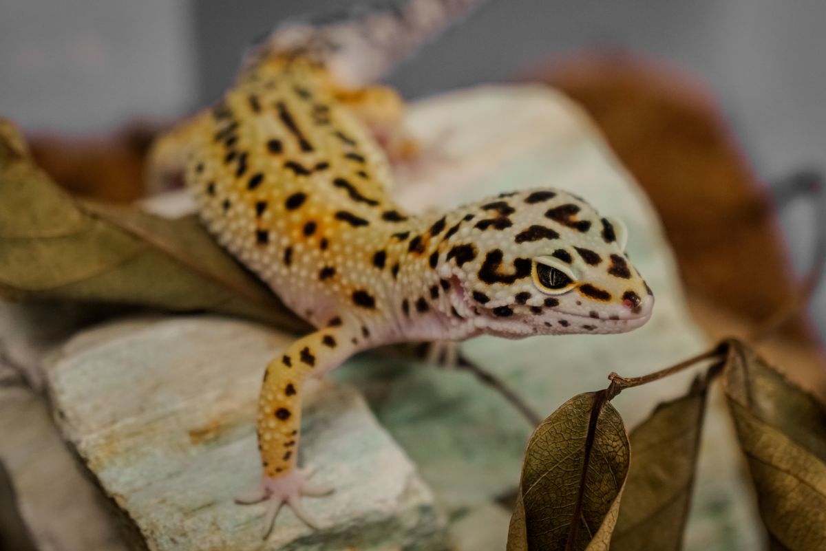 How Long Do Leopard Geckos Live?